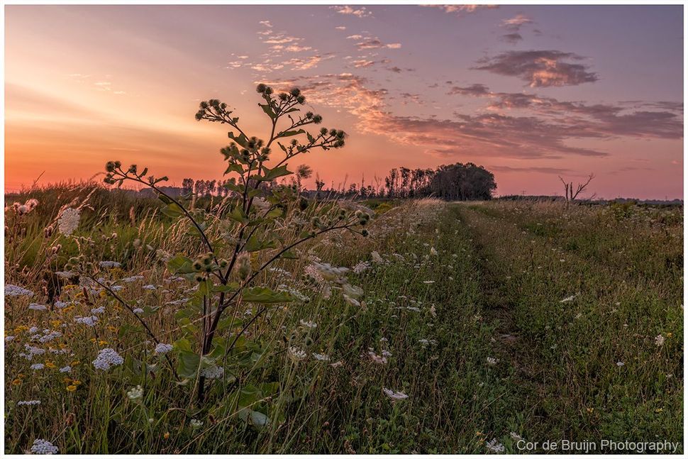Wildflower meadow at sunrise with pink clouds and a lone tree silhouetted on the horizon