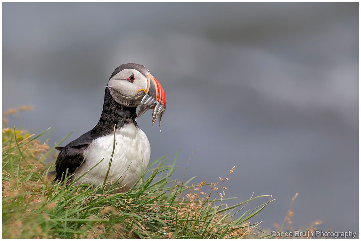 Puffin standing in green grass with a fish in its beak against a gray background