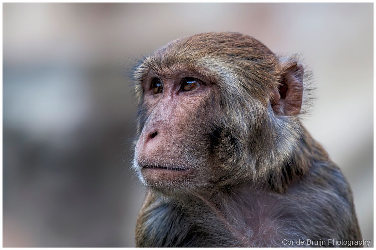 Monkey with brown fur, looking pensively to the left with a blurred background.