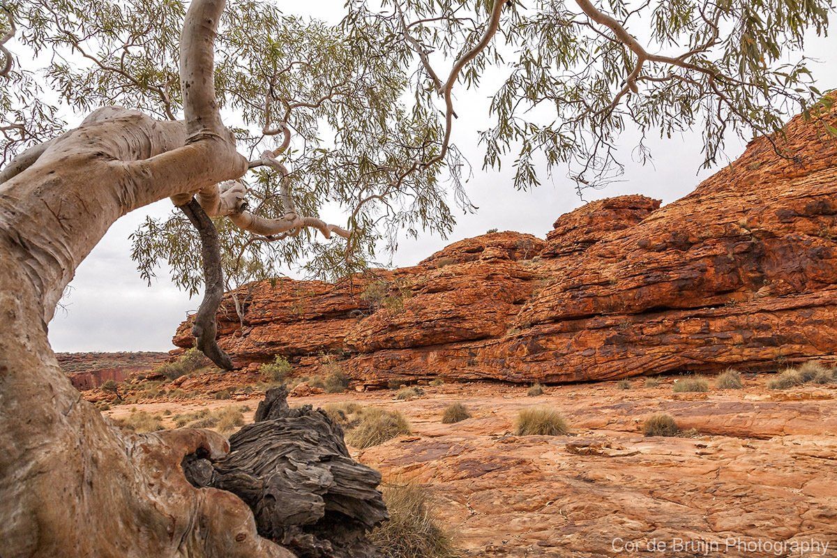 Tree trunk in foreground, reddish rock formation in arid landscape under overcast sky.