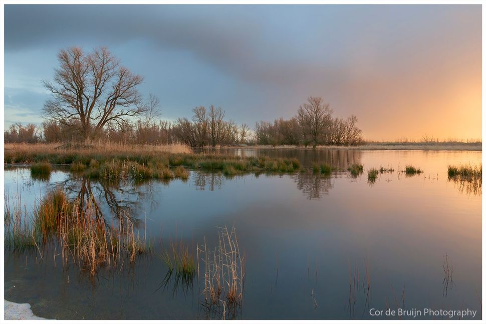 Calm wetland at sunrise with bare trees reflected in still water under a pink-orange sky