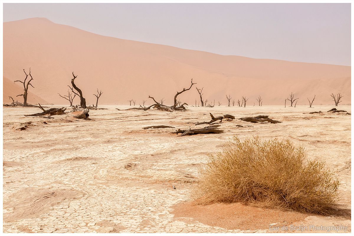 Barren desert landscape with dead trees, sand dunes, and sparse vegetation under a hazy sky.