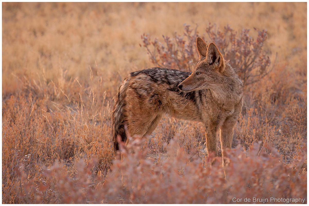 A jackal in a field of dry grass, looking to the side.