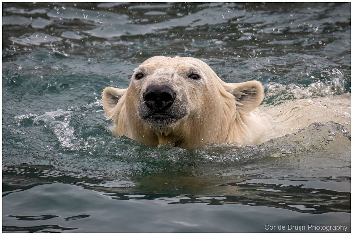 Polar bear swimming in dark water, looking directly at the viewer.
