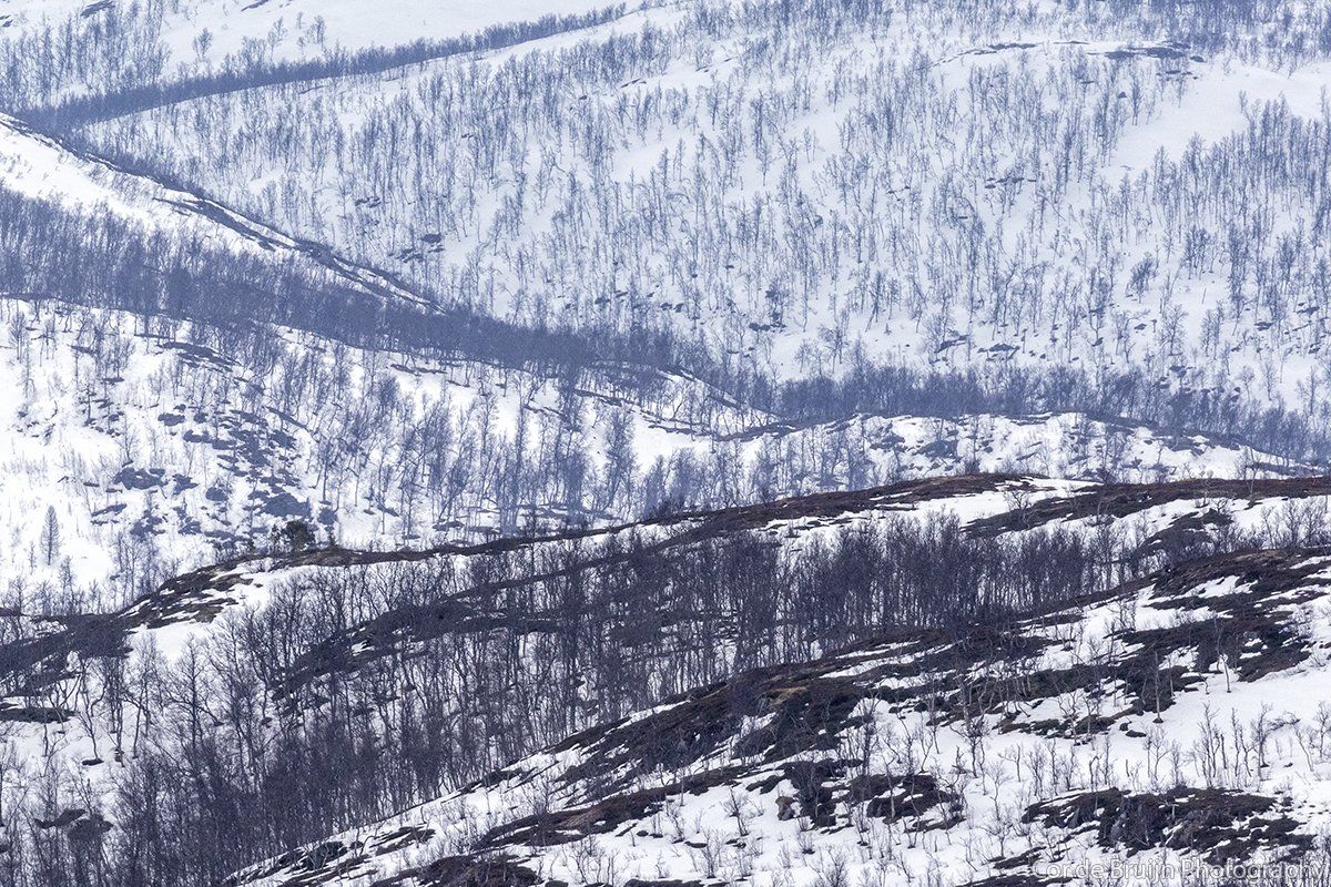 Snow-covered mountain slope with sparse trees. Dark shadows and textures contrast the bright white snow.