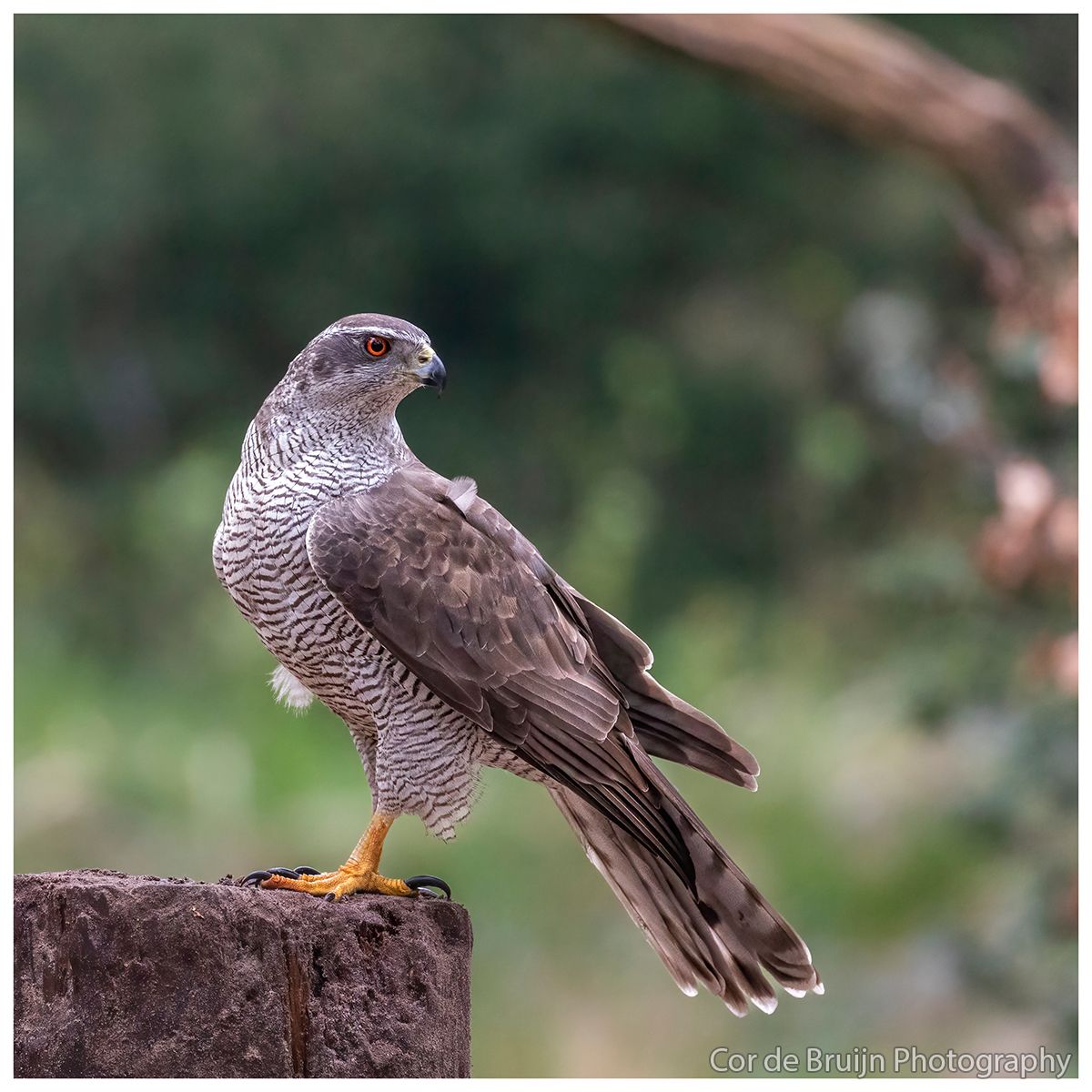 A hawk perched on a weathered concrete block, looking left. Gray and brown feathers, yellow talons, blurred green background.