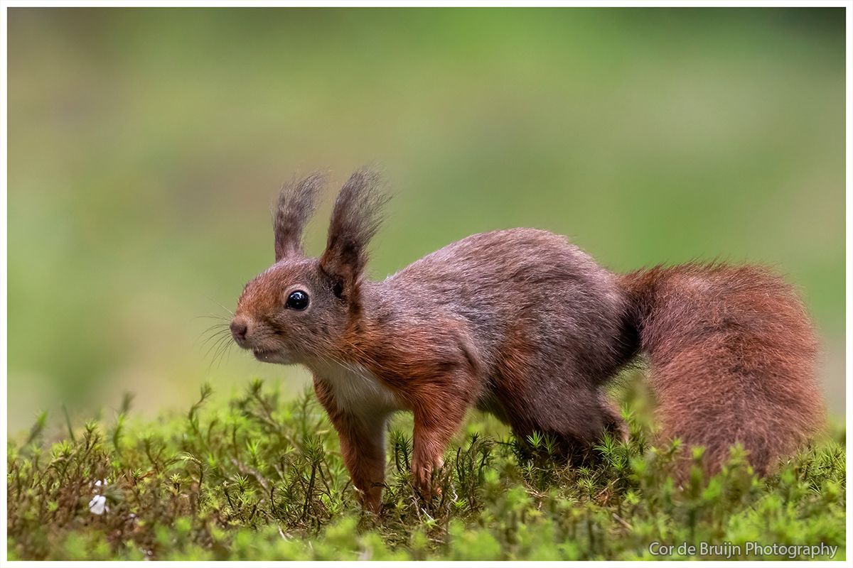 Red squirrel standing on green moss, looking left with a fluffy tail.