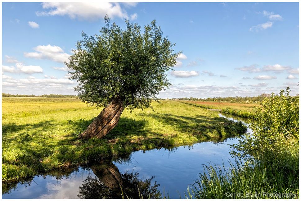 Tree leaning over a winding stream in a sunny green field under a blue sky