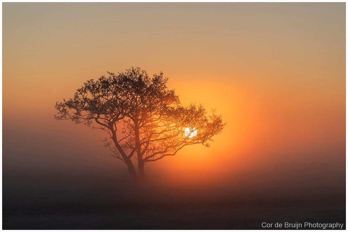 Silhouetted tree at sunrise in a hazy orange field