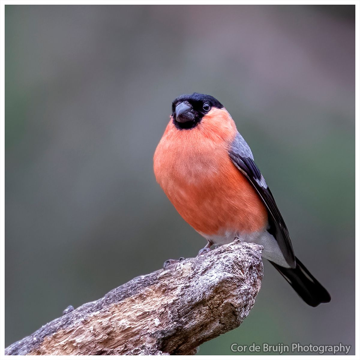 A European bullfinch with a red breast and black head perches on a brown branch.