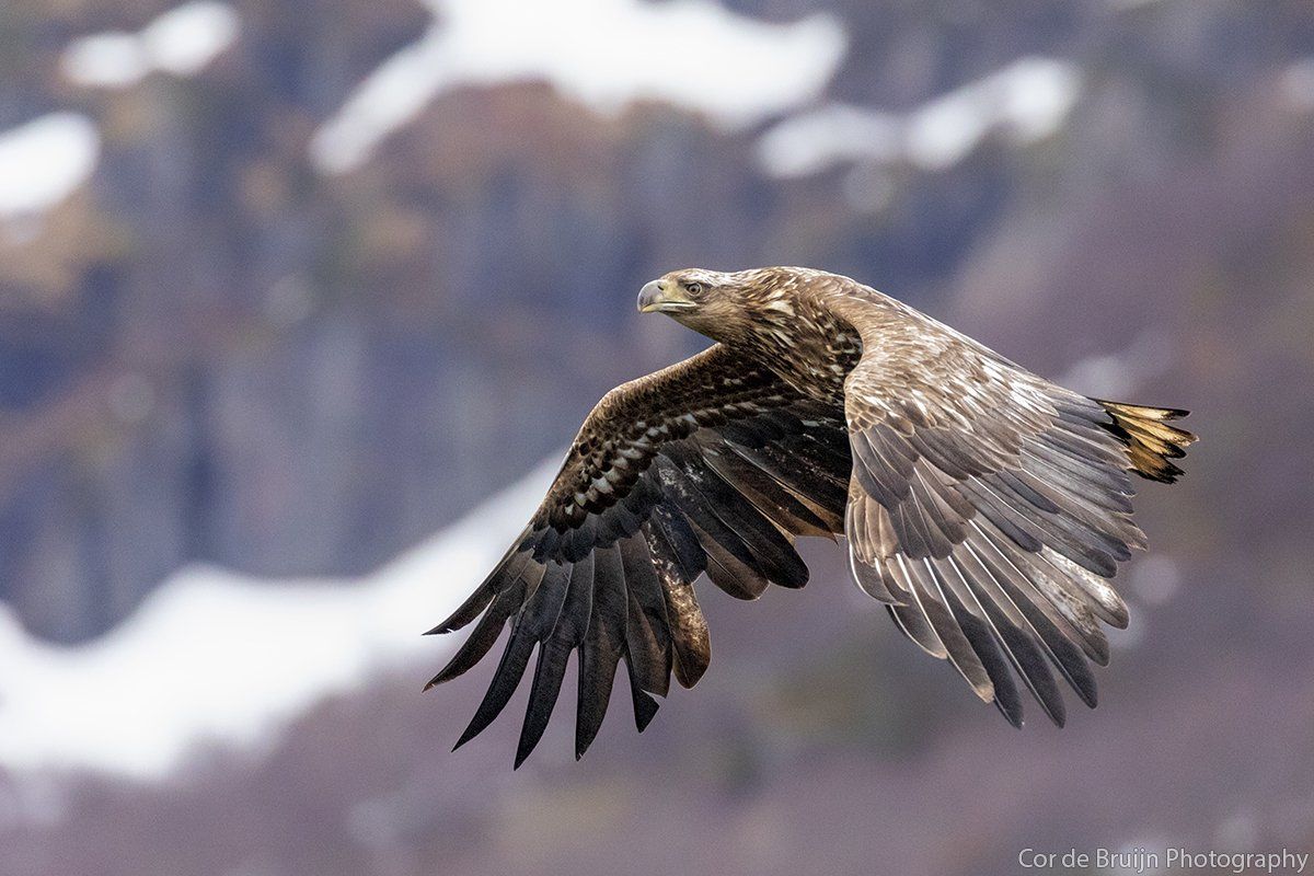 Eagle in flight with wings spread, brown and white against a blurred mountain backdrop.