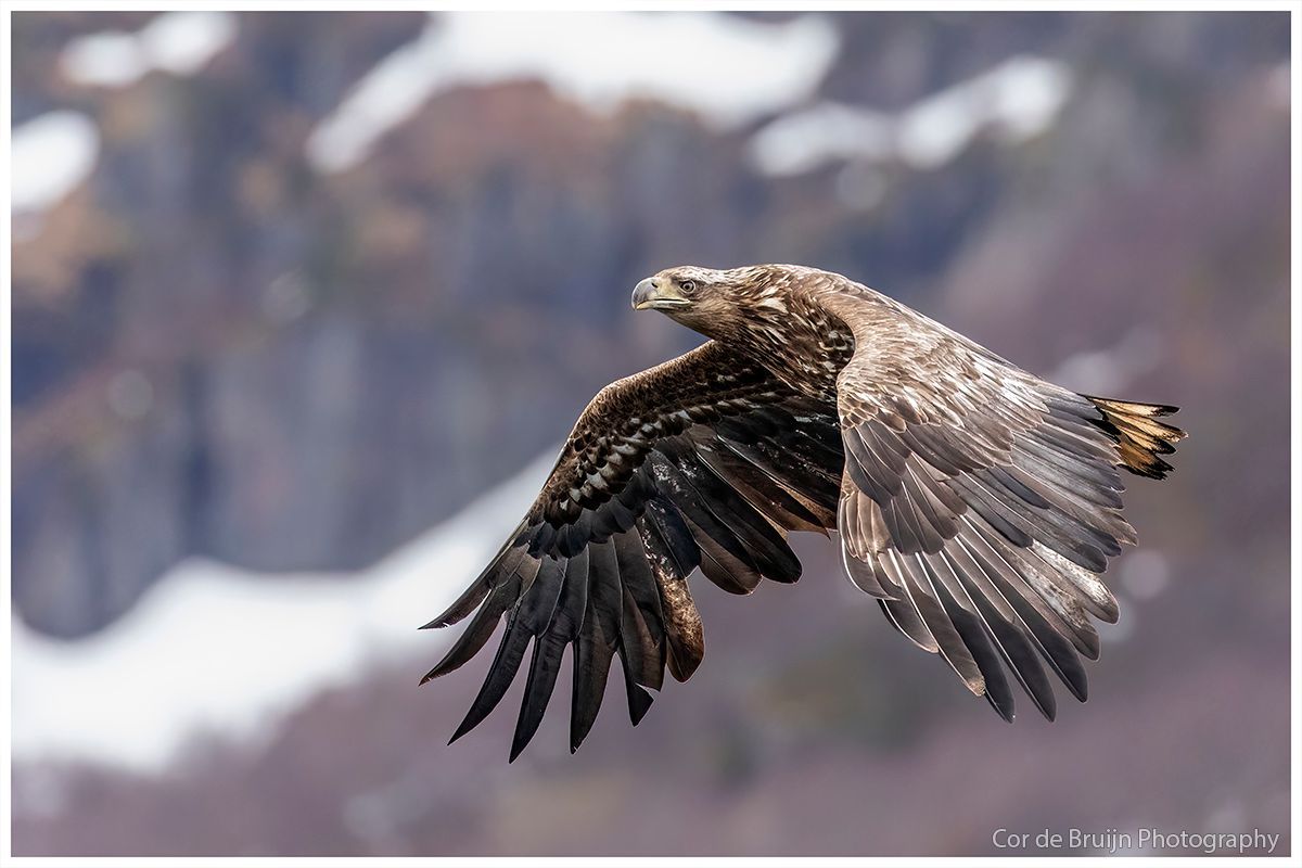 Eagle in flight, wings spread, against a blurred mountain backdrop.