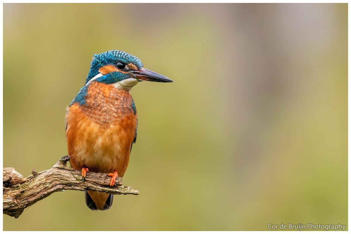 Kingfisher perched on a branch, blue head, orange chest, against a blurred green background.