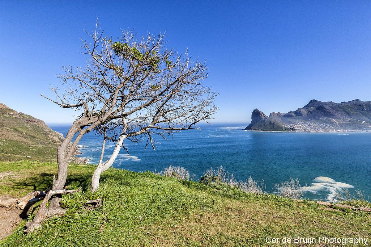 A coastal scene with a tree on a grassy hill, ocean, mountains, and blue sky.