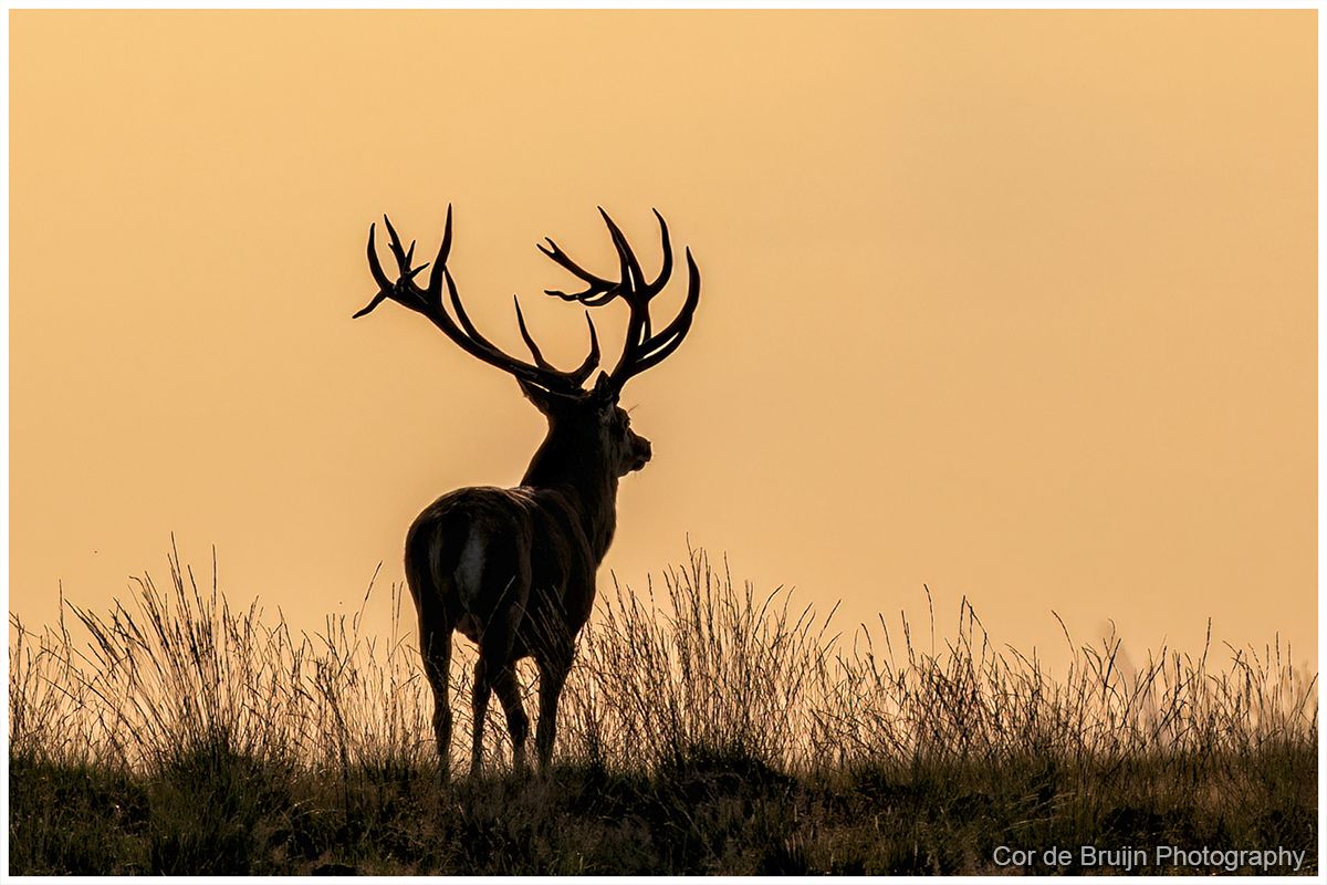 Silhouetted deer with antlers standing in tall grass at sunset against a golden sky