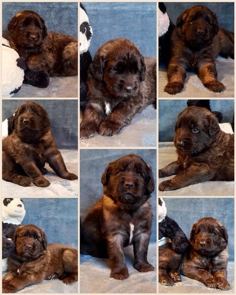 Leonberger pups te koop, geboren 31-10-2024, Barneveld