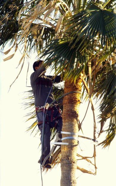 Del's Firewood & Palm Tree Service, Firewood Services, Firewood Sold Near Me, Mobile Firewood Splitting, Firewood Splitting Near Me, Wood Splitting Services, Wood Splitting Near Me, Fallbrook Firewood Services, Rainbow Firewood Services, Temecula Firewood Services, Murrieta Firewood Services, Lake Village Firewood Services, Bonsall Firewood Services, Deluz Firewood Services, Oceanside Firewood Services, Vista Firewood Services, San Marcos Firewood Services, Pala Mesa Firewood Services, Escondido Firewood Services, Palm Tree Services, Palm Tree Services Near Me, Fallbrook Palm Tree Services, Rainbow Palm Tree Services, Temecula Palm Tree Services, Murrieta Palm Tree Services, Lake Village Palm Tree Services, Bonsall Palm Tree Services, Deluz Palm Tree Services, Oceanside Palm Tree Services, Vista Palm Tree Services, San Marcos Palm Tree Services, Pala Mesa Palm Tree Services, Escondido Palm Tree Services, Palm Tree Removal, Palm Tree Removal Near Me, Palm Tree Trimming, Palm Tree Trimming Near Me, Palm Tree Planting, Palm Tree Installation, Tree Company Near Me, Tree Services Near Me, Fallbrook Tree Services, Rainbow Tree Services, Temecula Tree Services, Murrieta Tree Services, Lake Village Tree Services, Bonsall Tree Services, Deluz Tree Services, Oceanside Tree Services, Vista Tree Services, San Marcos Tree Services, Pala Mesa Tree Services, Escondido Tree Services, Tree Trimming, Tree Trimming Near Me, Stump Grinding, Stump Grinding Near Me, Tree Chipping, Tree Chipping Near Me, Tree Planting, Tree Installation, Landscaping, Fallbrook Landscaping, Rainbow Landscaping, Temecula Landscaping, Murrieta Landscaping, Lake Village Landscaping, Bonsall Landscaping, Deluz Landscaping, Oceanside Landscaping, Vista Landscaping, San Marcos Landscaping, Pala Mesa Landscaping, Escondido Landscaping, Landscaping Services Near Me, Landscaping Company Near Me, Irrigation Services, Irrigation Installation, Sprinkler Services, Sprinkler Installation, Sod Installation, Tractor Mowing, Tractor Mowing Near Me, Fallbrook Tractor Mowing, Rainbow Tractor Mowing, Temecula Tractor Mowing, Murrieta Tractor Mowing, Lake Village Tractor Mowing, Bonsall Tractor Mowing, Deluz Tractor Mowing, Oceanside Tractor Mowing, Vista Tractor Mowing, San Marcos Tractor Mowing, Pala Mesa Tractor Mowing, Escondido Tractor Mowing, Yard Clean Up, Monthly Yard Clean Up, Weekly Yard Clean Up, Bi-weekly Yard Clean Up, One Time Yard Clean Up, Bush Trimming, Bush Installation, Shrub Trimming, Shrub Installation, Seeding and Aeration, Flower Planting, Fallbrook CA, Rainbow CA, Temecula CA, Paloma Del Sol Temecula CA, Murrieta CA, Lake Village CA, Bonsall CA, Hidden Meadows CA, Deluz CA, Oceanside CA, Morro Hills Oceanside CA, Fire Mountain Oceanside CA, South Oceanside Oceanside CA, East Side Capistrano Oceanside CA, Townsite Oceanside CA, Guajome Oceanside CA, Vista CA, San Marcos CA, Pala Mesa CA, Escondido CA, junk removal, junk removal near me, demolition services, demolition services near me