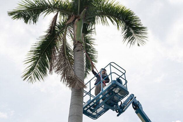 Del's Firewood & Palm Tree Service, Firewood Services, Firewood Sold Near Me, Mobile Firewood Splitting, Firewood Splitting Near Me, Wood Splitting Services, Wood Splitting Near Me, Fallbrook Firewood Services, Rainbow Firewood Services, Temecula Firewood Services, Murrieta Firewood Services, Lake Village Firewood Services, Bonsall Firewood Services, Deluz Firewood Services, Oceanside Firewood Services, Vista Firewood Services, San Marcos Firewood Services, Pala Mesa Firewood Services, Escondido Firewood Services, Palm Tree Services, Palm Tree Services Near Me, Fallbrook Palm Tree Services, Rainbow Palm Tree Services, Temecula Palm Tree Services, Murrieta Palm Tree Services, Lake Village Palm Tree Services, Bonsall Palm Tree Services, Deluz Palm Tree Services, Oceanside Palm Tree Services, Vista Palm Tree Services, San Marcos Palm Tree Services, Pala Mesa Palm Tree Services, Escondido Palm Tree Services, Palm Tree Removal, Palm Tree Removal Near Me, Palm Tree Trimming, Palm Tree Trimming Near Me, Palm Tree Planting, Palm Tree Installation, Tree Company Near Me, Tree Services Near Me, Fallbrook Tree Services, Rainbow Tree Services, Temecula Tree Services, Murrieta Tree Services, Lake Village Tree Services, Bonsall Tree Services, Deluz Tree Services, Oceanside Tree Services, Vista Tree Services, San Marcos Tree Services, Pala Mesa Tree Services, Escondido Tree Services, Tree Trimming, Tree Trimming Near Me, Stump Grinding, Stump Grinding Near Me, Tree Chipping, Tree Chipping Near Me, Tree Planting, Tree Installation, Landscaping, Fallbrook Landscaping, Rainbow Landscaping, Temecula Landscaping, Murrieta Landscaping, Lake Village Landscaping, Bonsall Landscaping, Deluz Landscaping, Oceanside Landscaping, Vista Landscaping, San Marcos Landscaping, Pala Mesa Landscaping, Escondido Landscaping, Landscaping Services Near Me, Landscaping Company Near Me, Irrigation Services, Irrigation Installation, Sprinkler Services, Sprinkler Installation, Sod Installation, Tractor Mowing, Tractor Mowing Near Me, Fallbrook Tractor Mowing, Rainbow Tractor Mowing, Temecula Tractor Mowing, Murrieta Tractor Mowing, Lake Village Tractor Mowing, Bonsall Tractor Mowing, Deluz Tractor Mowing, Oceanside Tractor Mowing, Vista Tractor Mowing, San Marcos Tractor Mowing, Pala Mesa Tractor Mowing, Escondido Tractor Mowing, Yard Clean Up, Monthly Yard Clean Up, Weekly Yard Clean Up, Bi-weekly Yard Clean Up, One Time Yard Clean Up, Bush Trimming, Bush Installation, Shrub Trimming, Shrub Installation, Seeding and Aeration, Flower Planting, Fallbrook CA, Rainbow CA, Temecula CA, Paloma Del Sol Temecula CA, Murrieta CA, Lake Village CA, Bonsall CA, Hidden Meadows CA, Deluz CA, Oceanside CA, Morro Hills Oceanside CA, Fire Mountain Oceanside CA, South Oceanside Oceanside CA, East Side Capistrano Oceanside CA, Townsite Oceanside CA, Guajome Oceanside CA, Vista CA, San Marcos CA, Pala Mesa CA, Escondido CA, junk removal, junk removal near me, demolition services, demolition services near me