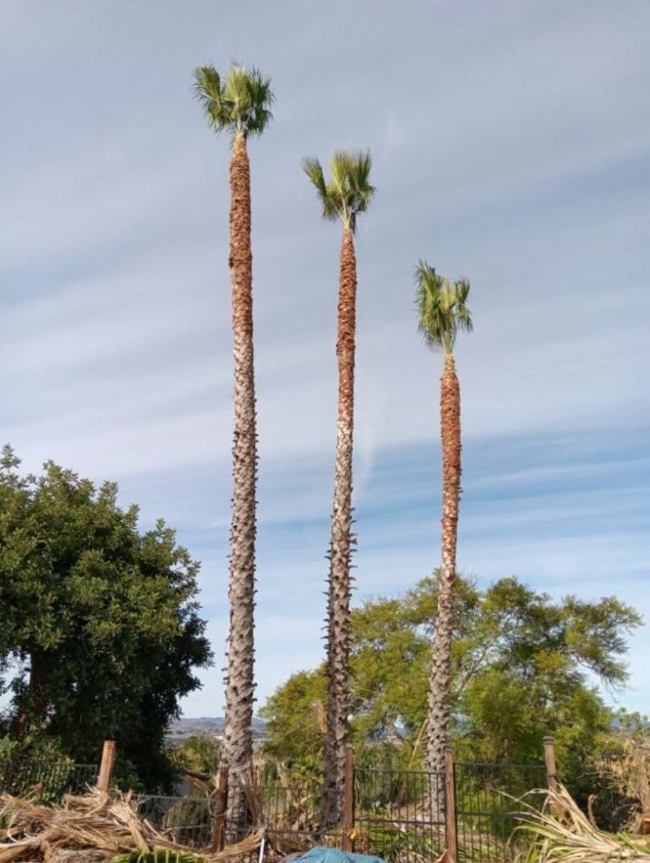 Del's Firewood & Palm Tree Service, Firewood Services, Firewood Sold Near Me, Mobile Firewood Splitting, Firewood Splitting Near Me, Wood Splitting Services, Wood Splitting Near Me, Fallbrook Firewood Services, Rainbow Firewood Services, Temecula Firewood Services, Murrieta Firewood Services, Lake Village Firewood Services, Bonsall Firewood Services, Deluz Firewood Services, Oceanside Firewood Services, Vista Firewood Services, San Marcos Firewood Services, Pala Mesa Firewood Services, Escondido Firewood Services, Palm Tree Services, Palm Tree Services Near Me, Fallbrook Palm Tree Services, Rainbow Palm Tree Services, Temecula Palm Tree Services, Murrieta Palm Tree Services, Lake Village Palm Tree Services, Bonsall Palm Tree Services, Deluz Palm Tree Services, Oceanside Palm Tree Services, Vista Palm Tree Services, San Marcos Palm Tree Services, Pala Mesa Palm Tree Services, Escondido Palm Tree Services, Palm Tree Removal, Palm Tree Removal Near Me, Palm Tree Trimming, Palm Tree Trimming Near Me, Palm Tree Planting, Palm Tree Installation, Tree Company Near Me, Tree Services Near Me, Fallbrook Tree Services, Rainbow Tree Services, Temecula Tree Services, Murrieta Tree Services, Lake Village Tree Services, Bonsall Tree Services, Deluz Tree Services, Oceanside Tree Services, Vista Tree Services, San Marcos Tree Services, Pala Mesa Tree Services, Escondido Tree Services, Tree Trimming, Tree Trimming Near Me, Stump Grinding, Stump Grinding Near Me, Tree Chipping, Tree Chipping Near Me, Tree Planting, Tree Installation, Landscaping, Fallbrook Landscaping, Rainbow Landscaping, Temecula Landscaping, Murrieta Landscaping, Lake Village Landscaping, Bonsall Landscaping, Deluz Landscaping, Oceanside Landscaping, Vista Landscaping, San Marcos Landscaping, Pala Mesa Landscaping, Escondido Landscaping, Landscaping Services Near Me, Landscaping Company Near Me, Irrigation Services, Irrigation Installation, Sprinkler Services, Sprinkler Installation, Sod Installation, Tractor Mowing, Tractor Mowing Near Me, Fallbrook Tractor Mowing, Rainbow Tractor Mowing, Temecula Tractor Mowing, Murrieta Tractor Mowing, Lake Village Tractor Mowing, Bonsall Tractor Mowing, Deluz Tractor Mowing, Oceanside Tractor Mowing, Vista Tractor Mowing, San Marcos Tractor Mowing, Pala Mesa Tractor Mowing, Escondido Tractor Mowing, Yard Clean Up, Monthly Yard Clean Up, Weekly Yard Clean Up, Bi-weekly Yard Clean Up, One Time Yard Clean Up, Bush Trimming, Bush Installation, Shrub Trimming, Shrub Installation, Seeding and Aeration, Flower Planting, Fallbrook CA, Rainbow CA, Temecula CA, Paloma Del Sol Temecula CA, Murrieta CA, Lake Village CA, Bonsall CA, Hidden Meadows CA, Deluz CA, Oceanside CA, Morro Hills Oceanside CA, Fire Mountain Oceanside CA, South Oceanside Oceanside CA, East Side Capistrano Oceanside CA, Townsite Oceanside CA, Guajome Oceanside CA, Vista CA, San Marcos CA, Pala Mesa CA, Escondido CA, junk removal, junk removal near me, demolition services, demolition services near me
