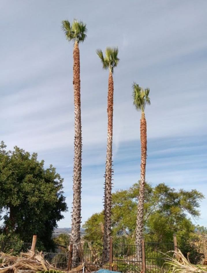 Del's Firewood & Palm Tree Service, Firewood Services, Firewood Sold Near Me, Mobile Firewood Splitting, Firewood Splitting Near Me, Wood Splitting Services, Wood Splitting Near Me, Fallbrook Firewood Services, Rainbow Firewood Services, Temecula Firewood Services, Murrieta Firewood Services, Lake Village Firewood Services, Bonsall Firewood Services, Deluz Firewood Services, Oceanside Firewood Services, Vista Firewood Services, San Marcos Firewood Services, Pala Mesa Firewood Services, Escondido Firewood Services, Palm Tree Services, Palm Tree Services Near Me, Fallbrook Palm Tree Services, Rainbow Palm Tree Services, Temecula Palm Tree Services, Murrieta Palm Tree Services, Lake Village Palm Tree Services, Bonsall Palm Tree Services, Deluz Palm Tree Services, Oceanside Palm Tree Services, Vista Palm Tree Services, San Marcos Palm Tree Services, Pala Mesa Palm Tree Services, Escondido Palm Tree Services, Palm Tree Removal, Palm Tree Removal Near Me, Palm Tree Trimming, Palm Tree Trimming Near Me, Palm Tree Planting, Palm Tree Installation, Tree Company Near Me, Tree Services Near Me, Fallbrook Tree Services, Rainbow Tree Services, Temecula Tree Services, Murrieta Tree Services, Lake Village Tree Services, Bonsall Tree Services, Deluz Tree Services, Oceanside Tree Services, Vista Tree Services, San Marcos Tree Services, Pala Mesa Tree Services, Escondido Tree Services, Tree Trimming, Tree Trimming Near Me, Stump Grinding, Stump Grinding Near Me, Tree Chipping, Tree Chipping Near Me, Tree Planting, Tree Installation, Landscaping, Fallbrook Landscaping, Rainbow Landscaping, Temecula Landscaping, Murrieta Landscaping, Lake Village Landscaping, Bonsall Landscaping, Deluz Landscaping, Oceanside Landscaping, Vista Landscaping, San Marcos Landscaping, Pala Mesa Landscaping, Escondido Landscaping, Landscaping Services Near Me, Landscaping Company Near Me, Irrigation Services, Irrigation Installation, Sprinkler Services, Sprinkler Installation, Sod Installation, Tractor Mowing, Tractor Mowing Near Me, Fallbrook Tractor Mowing, Rainbow Tractor Mowing, Temecula Tractor Mowing, Murrieta Tractor Mowing, Lake Village Tractor Mowing, Bonsall Tractor Mowing, Deluz Tractor Mowing, Oceanside Tractor Mowing, Vista Tractor Mowing, San Marcos Tractor Mowing, Pala Mesa Tractor Mowing, Escondido Tractor Mowing, Yard Clean Up, Monthly Yard Clean Up, Weekly Yard Clean Up, Bi-weekly Yard Clean Up, One Time Yard Clean Up, Bush Trimming, Bush Installation, Shrub Trimming, Shrub Installation, Seeding and Aeration, Flower Planting, Fallbrook CA, Rainbow CA, Temecula CA, Paloma Del Sol Temecula CA, Murrieta CA, Lake Village CA, Bonsall CA, Hidden Meadows CA, Deluz CA, Oceanside CA, Morro Hills Oceanside CA, Fire Mountain Oceanside CA, South Oceanside Oceanside CA, East Side Capistrano Oceanside CA, Townsite Oceanside CA, Guajome Oceanside CA, Vista CA, San Marcos CA, Pala Mesa CA, Escondido CA, junk removal, junk removal near me, demolition services, demolition services near me