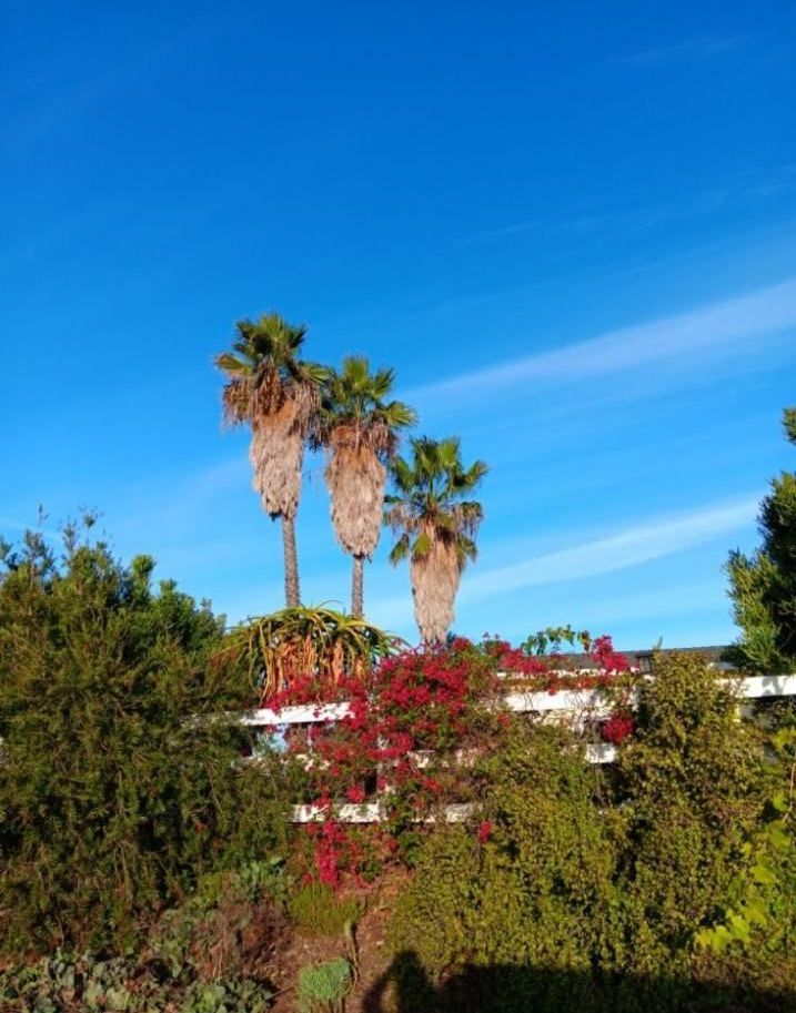 Del's Firewood & Palm Tree Service, Firewood Services, Firewood Sold Near Me, Mobile Firewood Splitting, Firewood Splitting Near Me, Wood Splitting Services, Wood Splitting Near Me, Fallbrook Firewood Services, Rainbow Firewood Services, Temecula Firewood Services, Murrieta Firewood Services, Lake Village Firewood Services, Bonsall Firewood Services, Deluz Firewood Services, Oceanside Firewood Services, Vista Firewood Services, San Marcos Firewood Services, Pala Mesa Firewood Services, Escondido Firewood Services, Palm Tree Services, Palm Tree Services Near Me, Fallbrook Palm Tree Services, Rainbow Palm Tree Services, Temecula Palm Tree Services, Murrieta Palm Tree Services, Lake Village Palm Tree Services, Bonsall Palm Tree Services, Deluz Palm Tree Services, Oceanside Palm Tree Services, Vista Palm Tree Services, San Marcos Palm Tree Services, Pala Mesa Palm Tree Services, Escondido Palm Tree Services, Palm Tree Removal, Palm Tree Removal Near Me, Palm Tree Trimming, Palm Tree Trimming Near Me, Palm Tree Planting, Palm Tree Installation, Tree Company Near Me, Tree Services Near Me, Fallbrook Tree Services, Rainbow Tree Services, Temecula Tree Services, Murrieta Tree Services, Lake Village Tree Services, Bonsall Tree Services, Deluz Tree Services, Oceanside Tree Services, Vista Tree Services, San Marcos Tree Services, Pala Mesa Tree Services, Escondido Tree Services, Tree Trimming, Tree Trimming Near Me, Stump Grinding, Stump Grinding Near Me, Tree Chipping, Tree Chipping Near Me, Tree Planting, Tree Installation, Landscaping, Fallbrook Landscaping, Rainbow Landscaping, Temecula Landscaping, Murrieta Landscaping, Lake Village Landscaping, Bonsall Landscaping, Deluz Landscaping, Oceanside Landscaping, Vista Landscaping, San Marcos Landscaping, Pala Mesa Landscaping, Escondido Landscaping, Landscaping Services Near Me, Landscaping Company Near Me, Irrigation Services, Irrigation Installation, Sprinkler Services, Sprinkler Installation, Sod Installation, Tractor Mowing, Tractor Mowing Near Me, Fallbrook Tractor Mowing, Rainbow Tractor Mowing, Temecula Tractor Mowing, Murrieta Tractor Mowing, Lake Village Tractor Mowing, Bonsall Tractor Mowing, Deluz Tractor Mowing, Oceanside Tractor Mowing, Vista Tractor Mowing, San Marcos Tractor Mowing, Pala Mesa Tractor Mowing, Escondido Tractor Mowing, Yard Clean Up, Monthly Yard Clean Up, Weekly Yard Clean Up, Bi-weekly Yard Clean Up, One Time Yard Clean Up, Bush Trimming, Bush Installation, Shrub Trimming, Shrub Installation, Seeding and Aeration, Flower Planting, Fallbrook CA, Rainbow CA, Temecula CA, Paloma Del Sol Temecula CA, Murrieta CA, Lake Village CA, Bonsall CA, Hidden Meadows CA, Deluz CA, Oceanside CA, Morro Hills Oceanside CA, Fire Mountain Oceanside CA, South Oceanside Oceanside CA, East Side Capistrano Oceanside CA, Townsite Oceanside CA, Guajome Oceanside CA, Vista CA, San Marcos CA, Pala Mesa CA, Escondido CA, junk removal, junk removal near me, demolition services, demolition services near me