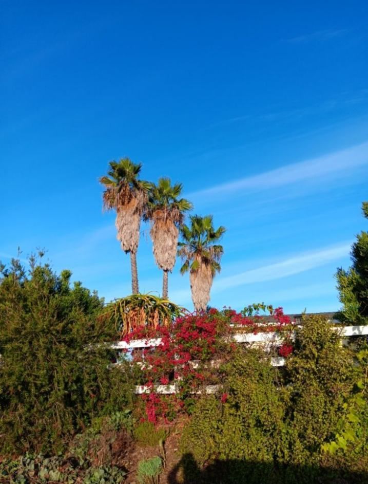 Del's Firewood & Palm Tree Service, Firewood Services, Firewood Sold Near Me, Mobile Firewood Splitting, Firewood Splitting Near Me, Wood Splitting Services, Wood Splitting Near Me, Fallbrook Firewood Services, Rainbow Firewood Services, Temecula Firewood Services, Murrieta Firewood Services, Lake Village Firewood Services, Bonsall Firewood Services, Deluz Firewood Services, Oceanside Firewood Services, Vista Firewood Services, San Marcos Firewood Services, Pala Mesa Firewood Services, Escondido Firewood Services, Palm Tree Services, Palm Tree Services Near Me, Fallbrook Palm Tree Services, Rainbow Palm Tree Services, Temecula Palm Tree Services, Murrieta Palm Tree Services, Lake Village Palm Tree Services, Bonsall Palm Tree Services, Deluz Palm Tree Services, Oceanside Palm Tree Services, Vista Palm Tree Services, San Marcos Palm Tree Services, Pala Mesa Palm Tree Services, Escondido Palm Tree Services, Palm Tree Removal, Palm Tree Removal Near Me, Palm Tree Trimming, Palm Tree Trimming Near Me, Palm Tree Planting, Palm Tree Installation, Tree Company Near Me, Tree Services Near Me, Fallbrook Tree Services, Rainbow Tree Services, Temecula Tree Services, Murrieta Tree Services, Lake Village Tree Services, Bonsall Tree Services, Deluz Tree Services, Oceanside Tree Services, Vista Tree Services, San Marcos Tree Services, Pala Mesa Tree Services, Escondido Tree Services, Tree Trimming, Tree Trimming Near Me, Stump Grinding, Stump Grinding Near Me, Tree Chipping, Tree Chipping Near Me, Tree Planting, Tree Installation, Landscaping, Fallbrook Landscaping, Rainbow Landscaping, Temecula Landscaping, Murrieta Landscaping, Lake Village Landscaping, Bonsall Landscaping, Deluz Landscaping, Oceanside Landscaping, Vista Landscaping, San Marcos Landscaping, Pala Mesa Landscaping, Escondido Landscaping, Landscaping Services Near Me, Landscaping Company Near Me, Irrigation Services, Irrigation Installation, Sprinkler Services, Sprinkler Installation, Sod Installation, Tractor Mowing, Tractor Mowing Near Me, Fallbrook Tractor Mowing, Rainbow Tractor Mowing, Temecula Tractor Mowing, Murrieta Tractor Mowing, Lake Village Tractor Mowing, Bonsall Tractor Mowing, Deluz Tractor Mowing, Oceanside Tractor Mowing, Vista Tractor Mowing, San Marcos Tractor Mowing, Pala Mesa Tractor Mowing, Escondido Tractor Mowing, Yard Clean Up, Monthly Yard Clean Up, Weekly Yard Clean Up, Bi-weekly Yard Clean Up, One Time Yard Clean Up, Bush Trimming, Bush Installation, Shrub Trimming, Shrub Installation, Seeding and Aeration, Flower Planting, Fallbrook CA, Rainbow CA, Temecula CA, Paloma Del Sol Temecula CA, Murrieta CA, Lake Village CA, Bonsall CA, Hidden Meadows CA, Deluz CA, Oceanside CA, Morro Hills Oceanside CA, Fire Mountain Oceanside CA, South Oceanside Oceanside CA, East Side Capistrano Oceanside CA, Townsite Oceanside CA, Guajome Oceanside CA, Vista CA, San Marcos CA, Pala Mesa CA, Escondido CA, junk removal, junk removal near me, demolition services, demolition services near me
