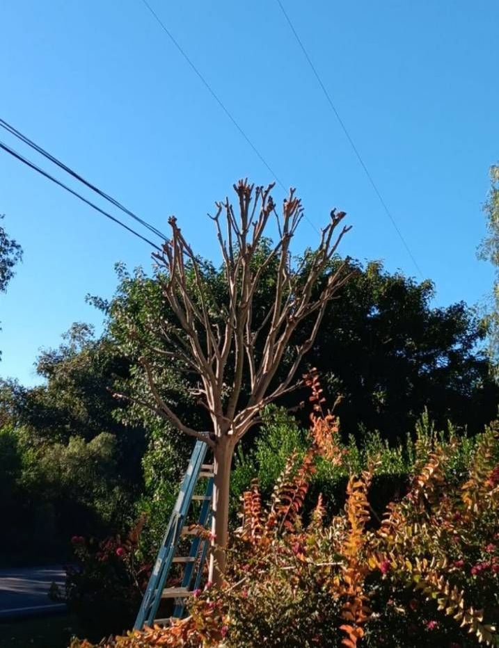 Del's Firewood & Palm Tree Service, Firewood Services, Firewood Sold Near Me, Mobile Firewood Splitting, Firewood Splitting Near Me, Wood Splitting Services, Wood Splitting Near Me, Fallbrook Firewood Services, Rainbow Firewood Services, Temecula Firewood Services, Murrieta Firewood Services, Lake Village Firewood Services, Bonsall Firewood Services, Deluz Firewood Services, Oceanside Firewood Services, Vista Firewood Services, San Marcos Firewood Services, Pala Mesa Firewood Services, Escondido Firewood Services, Palm Tree Services, Palm Tree Services Near Me, Fallbrook Palm Tree Services, Rainbow Palm Tree Services, Temecula Palm Tree Services, Murrieta Palm Tree Services, Lake Village Palm Tree Services, Bonsall Palm Tree Services, Deluz Palm Tree Services, Oceanside Palm Tree Services, Vista Palm Tree Services, San Marcos Palm Tree Services, Pala Mesa Palm Tree Services, Escondido Palm Tree Services, Palm Tree Removal, Palm Tree Removal Near Me, Palm Tree Trimming, Palm Tree Trimming Near Me, Palm Tree Planting, Palm Tree Installation, Tree Company Near Me, Tree Services Near Me, Fallbrook Tree Services, Rainbow Tree Services, Temecula Tree Services, Murrieta Tree Services, Lake Village Tree Services, Bonsall Tree Services, Deluz Tree Services, Oceanside Tree Services, Vista Tree Services, San Marcos Tree Services, Pala Mesa Tree Services, Escondido Tree Services, Tree Trimming, Tree Trimming Near Me, Stump Grinding, Stump Grinding Near Me, Tree Chipping, Tree Chipping Near Me, Tree Planting, Tree Installation, Landscaping, Fallbrook Landscaping, Rainbow Landscaping, Temecula Landscaping, Murrieta Landscaping, Lake Village Landscaping, Bonsall Landscaping, Deluz Landscaping, Oceanside Landscaping, Vista Landscaping, San Marcos Landscaping, Pala Mesa Landscaping, Escondido Landscaping, Landscaping Services Near Me, Landscaping Company Near Me, Irrigation Services, Irrigation Installation, Sprinkler Services, Sprinkler Installation, Sod Installation, Tractor Mowing, Tractor Mowing Near Me, Fallbrook Tractor Mowing, Rainbow Tractor Mowing, Temecula Tractor Mowing, Murrieta Tractor Mowing, Lake Village Tractor Mowing, Bonsall Tractor Mowing, Deluz Tractor Mowing, Oceanside Tractor Mowing, Vista Tractor Mowing, San Marcos Tractor Mowing, Pala Mesa Tractor Mowing, Escondido Tractor Mowing, Yard Clean Up, Monthly Yard Clean Up, Weekly Yard Clean Up, Bi-weekly Yard Clean Up, One Time Yard Clean Up, Bush Trimming, Bush Installation, Shrub Trimming, Shrub Installation, Seeding and Aeration, Flower Planting, Fallbrook CA, Rainbow CA, Temecula CA, Paloma Del Sol Temecula CA, Murrieta CA, Lake Village CA, Bonsall CA, Hidden Meadows CA, Deluz CA, Oceanside CA, Morro Hills Oceanside CA, Fire Mountain Oceanside CA, South Oceanside Oceanside CA, East Side Capistrano Oceanside CA, Townsite Oceanside CA, Guajome Oceanside CA, Vista CA, San Marcos CA, Pala Mesa CA, Escondido CA, junk removal, junk removal near me, demolition services, demolition services near me