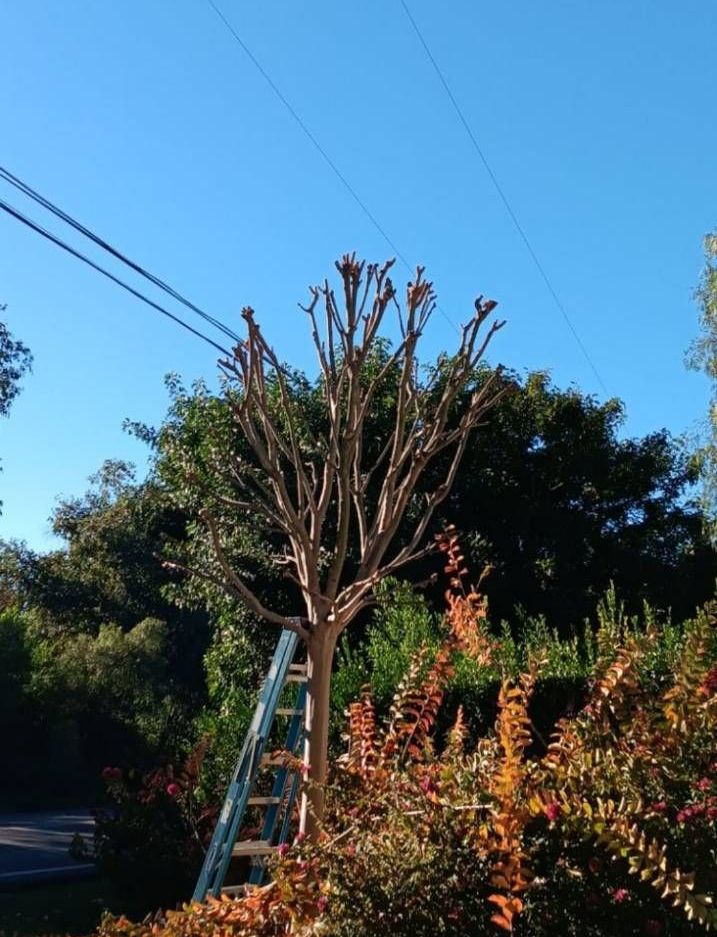 Del's Firewood & Palm Tree Service, Firewood Services, Firewood Sold Near Me, Mobile Firewood Splitting, Firewood Splitting Near Me, Wood Splitting Services, Wood Splitting Near Me, Fallbrook Firewood Services, Rainbow Firewood Services, Temecula Firewood Services, Murrieta Firewood Services, Lake Village Firewood Services, Bonsall Firewood Services, Deluz Firewood Services, Oceanside Firewood Services, Vista Firewood Services, San Marcos Firewood Services, Pala Mesa Firewood Services, Escondido Firewood Services, Palm Tree Services, Palm Tree Services Near Me, Fallbrook Palm Tree Services, Rainbow Palm Tree Services, Temecula Palm Tree Services, Murrieta Palm Tree Services, Lake Village Palm Tree Services, Bonsall Palm Tree Services, Deluz Palm Tree Services, Oceanside Palm Tree Services, Vista Palm Tree Services, San Marcos Palm Tree Services, Pala Mesa Palm Tree Services, Escondido Palm Tree Services, Palm Tree Removal, Palm Tree Removal Near Me, Palm Tree Trimming, Palm Tree Trimming Near Me, Palm Tree Planting, Palm Tree Installation, Tree Company Near Me, Tree Services Near Me, Fallbrook Tree Services, Rainbow Tree Services, Temecula Tree Services, Murrieta Tree Services, Lake Village Tree Services, Bonsall Tree Services, Deluz Tree Services, Oceanside Tree Services, Vista Tree Services, San Marcos Tree Services, Pala Mesa Tree Services, Escondido Tree Services, Tree Trimming, Tree Trimming Near Me, Stump Grinding, Stump Grinding Near Me, Tree Chipping, Tree Chipping Near Me, Tree Planting, Tree Installation, Landscaping, Fallbrook Landscaping, Rainbow Landscaping, Temecula Landscaping, Murrieta Landscaping, Lake Village Landscaping, Bonsall Landscaping, Deluz Landscaping, Oceanside Landscaping, Vista Landscaping, San Marcos Landscaping, Pala Mesa Landscaping, Escondido Landscaping, Landscaping Services Near Me, Landscaping Company Near Me, Irrigation Services, Irrigation Installation, Sprinkler Services, Sprinkler Installation, Sod Installation, Tractor Mowing, Tractor Mowing Near Me, Fallbrook Tractor Mowing, Rainbow Tractor Mowing, Temecula Tractor Mowing, Murrieta Tractor Mowing, Lake Village Tractor Mowing, Bonsall Tractor Mowing, Deluz Tractor Mowing, Oceanside Tractor Mowing, Vista Tractor Mowing, San Marcos Tractor Mowing, Pala Mesa Tractor Mowing, Escondido Tractor Mowing, Yard Clean Up, Monthly Yard Clean Up, Weekly Yard Clean Up, Bi-weekly Yard Clean Up, One Time Yard Clean Up, Bush Trimming, Bush Installation, Shrub Trimming, Shrub Installation, Seeding and Aeration, Flower Planting, Fallbrook CA, Rainbow CA, Temecula CA, Paloma Del Sol Temecula CA, Murrieta CA, Lake Village CA, Bonsall CA, Hidden Meadows CA, Deluz CA, Oceanside CA, Morro Hills Oceanside CA, Fire Mountain Oceanside CA, South Oceanside Oceanside CA, East Side Capistrano Oceanside CA, Townsite Oceanside CA, Guajome Oceanside CA, Vista CA, San Marcos CA, Pala Mesa CA, Escondido CA, junk removal, junk removal near me, demolition services, demolition services near me