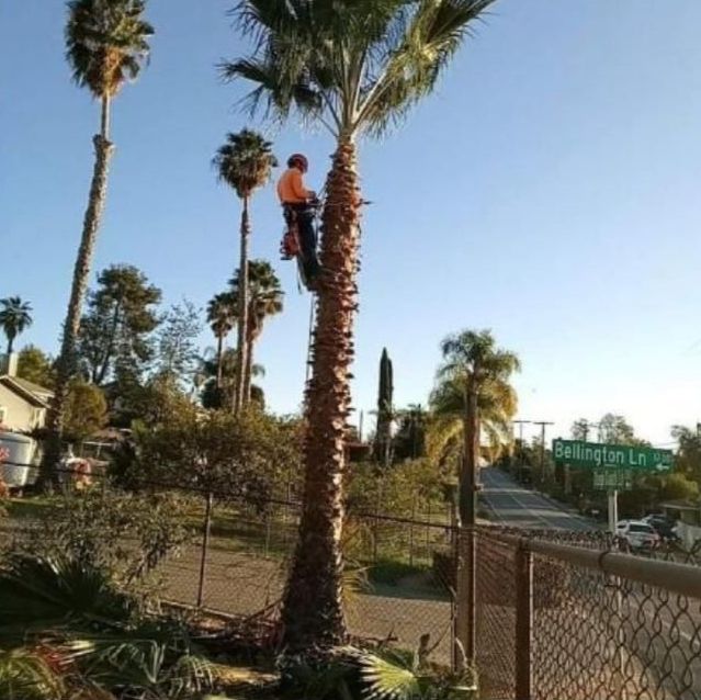 Del's Firewood & Palm Tree Service, Firewood Services, Firewood Sold Near Me, Mobile Firewood Splitting, Firewood Splitting Near Me, Wood Splitting Services, Wood Splitting Near Me, Fallbrook Firewood Services, Rainbow Firewood Services, Temecula Firewood Services, Murrieta Firewood Services, Lake Village Firewood Services, Bonsall Firewood Services, Deluz Firewood Services, Oceanside Firewood Services, Vista Firewood Services, San Marcos Firewood Services, Pala Mesa Firewood Services, Escondido Firewood Services, Palm Tree Services, Palm Tree Services Near Me, Fallbrook Palm Tree Services, Rainbow Palm Tree Services, Temecula Palm Tree Services, Murrieta Palm Tree Services, Lake Village Palm Tree Services, Bonsall Palm Tree Services, Deluz Palm Tree Services, Oceanside Palm Tree Services, Vista Palm Tree Services, San Marcos Palm Tree Services, Pala Mesa Palm Tree Services, Escondido Palm Tree Services, Palm Tree Removal, Palm Tree Removal Near Me, Palm Tree Trimming, Palm Tree Trimming Near Me, Palm Tree Planting, Palm Tree Installation, Tree Company Near Me, Tree Services Near Me, Fallbrook Tree Services, Rainbow Tree Services, Temecula Tree Services, Murrieta Tree Services, Lake Village Tree Services, Bonsall Tree Services, Deluz Tree Services, Oceanside Tree Services, Vista Tree Services, San Marcos Tree Services, Pala Mesa Tree Services, Escondido Tree Services, Tree Trimming, Tree Trimming Near Me, Stump Grinding, Stump Grinding Near Me, Tree Chipping, Tree Chipping Near Me, Tree Planting, Tree Installation, Landscaping, Fallbrook Landscaping, Rainbow Landscaping, Temecula Landscaping, Murrieta Landscaping, Lake Village Landscaping, Bonsall Landscaping, Deluz Landscaping, Oceanside Landscaping, Vista Landscaping, San Marcos Landscaping, Pala Mesa Landscaping, Escondido Landscaping, Landscaping Services Near Me, Landscaping Company Near Me, Irrigation Services, Irrigation Installation, Sprinkler Services, Sprinkler Installation, Sod Installation, Tractor Mowing, Tractor Mowing Near Me, Fallbrook Tractor Mowing, Rainbow Tractor Mowing, Temecula Tractor Mowing, Murrieta Tractor Mowing, Lake Village Tractor Mowing, Bonsall Tractor Mowing, Deluz Tractor Mowing, Oceanside Tractor Mowing, Vista Tractor Mowing, San Marcos Tractor Mowing, Pala Mesa Tractor Mowing, Escondido Tractor Mowing, Yard Clean Up, Monthly Yard Clean Up, Weekly Yard Clean Up, Bi-weekly Yard Clean Up, One Time Yard Clean Up, Bush Trimming, Bush Installation, Shrub Trimming, Shrub Installation, Seeding and Aeration, Flower Planting, Fallbrook CA, Rainbow CA, Temecula CA, Paloma Del Sol Temecula CA, Murrieta CA, Lake Village CA, Bonsall CA, Hidden Meadows CA, Deluz CA, Oceanside CA, Morro Hills Oceanside CA, Fire Mountain Oceanside CA, South Oceanside Oceanside CA, East Side Capistrano Oceanside CA, Townsite Oceanside CA, Guajome Oceanside CA, Vista CA, San Marcos CA, Pala Mesa CA, Escondido CA, junk removal, junk removal near me, demolition services, demolition services near me