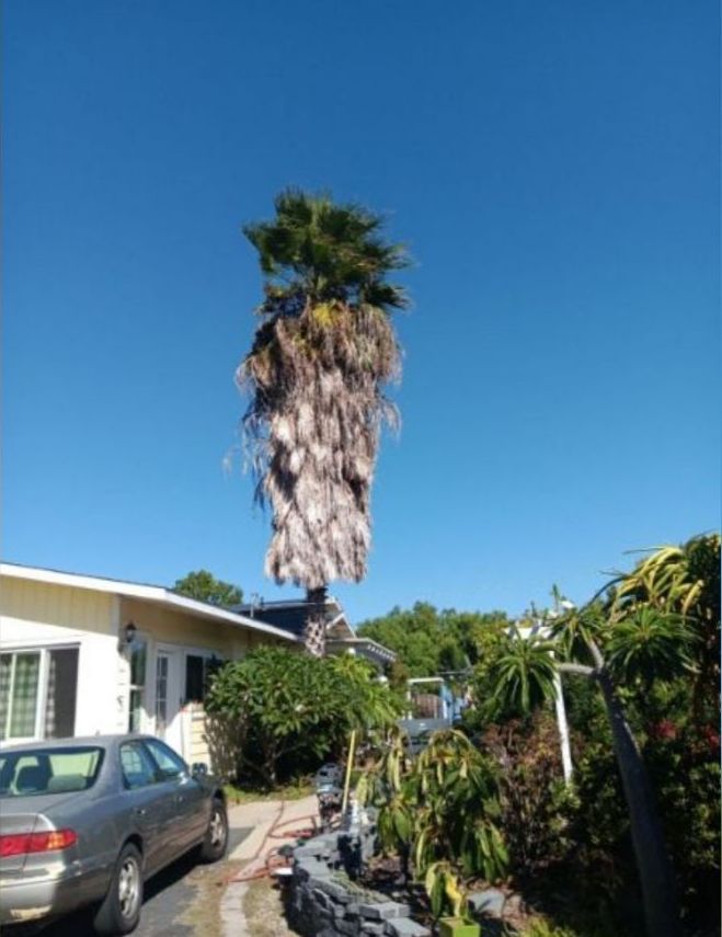 Del's Firewood & Palm Tree Service, Firewood Services, Firewood Sold Near Me, Mobile Firewood Splitting, Firewood Splitting Near Me, Wood Splitting Services, Wood Splitting Near Me, Fallbrook Firewood Services, Rainbow Firewood Services, Temecula Firewood Services, Murrieta Firewood Services, Lake Village Firewood Services, Bonsall Firewood Services, Deluz Firewood Services, Oceanside Firewood Services, Vista Firewood Services, San Marcos Firewood Services, Pala Mesa Firewood Services, Escondido Firewood Services, Palm Tree Services, Palm Tree Services Near Me, Fallbrook Palm Tree Services, Rainbow Palm Tree Services, Temecula Palm Tree Services, Murrieta Palm Tree Services, Lake Village Palm Tree Services, Bonsall Palm Tree Services, Deluz Palm Tree Services, Oceanside Palm Tree Services, Vista Palm Tree Services, San Marcos Palm Tree Services, Pala Mesa Palm Tree Services, Escondido Palm Tree Services, Palm Tree Removal, Palm Tree Removal Near Me, Palm Tree Trimming, Palm Tree Trimming Near Me, Palm Tree Planting, Palm Tree Installation, Tree Company Near Me, Tree Services Near Me, Fallbrook Tree Services, Rainbow Tree Services, Temecula Tree Services, Murrieta Tree Services, Lake Village Tree Services, Bonsall Tree Services, Deluz Tree Services, Oceanside Tree Services, Vista Tree Services, San Marcos Tree Services, Pala Mesa Tree Services, Escondido Tree Services, Tree Trimming, Tree Trimming Near Me, Stump Grinding, Stump Grinding Near Me, Tree Chipping, Tree Chipping Near Me, Tree Planting, Tree Installation, Landscaping, Fallbrook Landscaping, Rainbow Landscaping, Temecula Landscaping, Murrieta Landscaping, Lake Village Landscaping, Bonsall Landscaping, Deluz Landscaping, Oceanside Landscaping, Vista Landscaping, San Marcos Landscaping, Pala Mesa Landscaping, Escondido Landscaping, Landscaping Services Near Me, Landscaping Company Near Me, Irrigation Services, Irrigation Installation, Sprinkler Services, Sprinkler Installation, Sod Installation, Tractor Mowing, Tractor Mowing Near Me, Fallbrook Tractor Mowing, Rainbow Tractor Mowing, Temecula Tractor Mowing, Murrieta Tractor Mowing, Lake Village Tractor Mowing, Bonsall Tractor Mowing, Deluz Tractor Mowing, Oceanside Tractor Mowing, Vista Tractor Mowing, San Marcos Tractor Mowing, Pala Mesa Tractor Mowing, Escondido Tractor Mowing, Yard Clean Up, Monthly Yard Clean Up, Weekly Yard Clean Up, Bi-weekly Yard Clean Up, One Time Yard Clean Up, Bush Trimming, Bush Installation, Shrub Trimming, Shrub Installation, Seeding and Aeration, Flower Planting, Fallbrook CA, Rainbow CA, Temecula CA, Paloma Del Sol Temecula CA, Murrieta CA, Lake Village CA, Bonsall CA, Hidden Meadows CA, Deluz CA, Oceanside CA, Morro Hills Oceanside CA, Fire Mountain Oceanside CA, South Oceanside Oceanside CA, East Side Capistrano Oceanside CA, Townsite Oceanside CA, Guajome Oceanside CA, Vista CA, San Marcos CA, Pala Mesa CA, Escondido CA, junk removal, junk removal near me, demolition services, demolition services near me