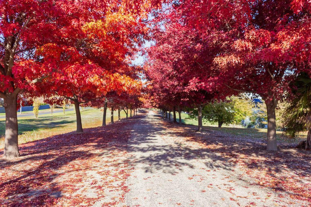 A Row of Trees With Red Leaves on a Dirt Road — Crossborder Towing in Beechworth, NSW