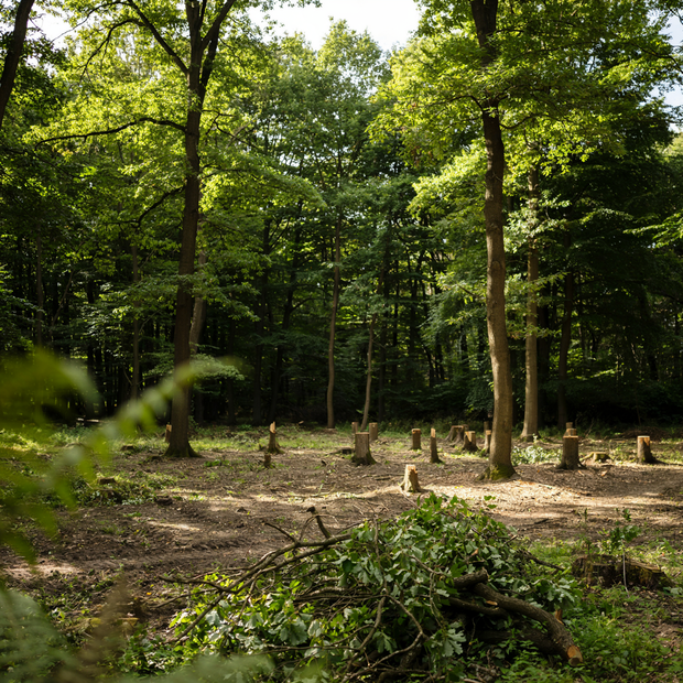 Sunny forest clearing with tree stumps and fallen branches amid green trees