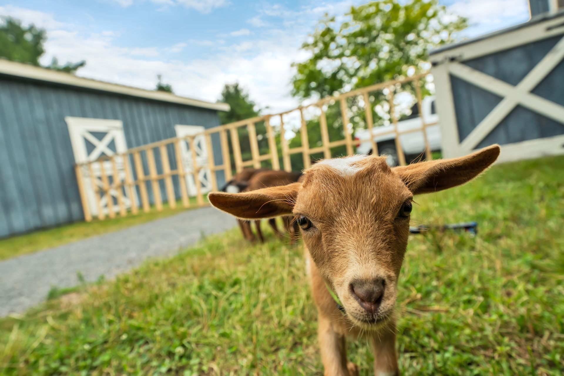 Curious baby goat close up on the grass by the blue barn