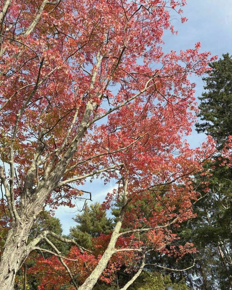 Red maple canopy at peak fall color on the grounds