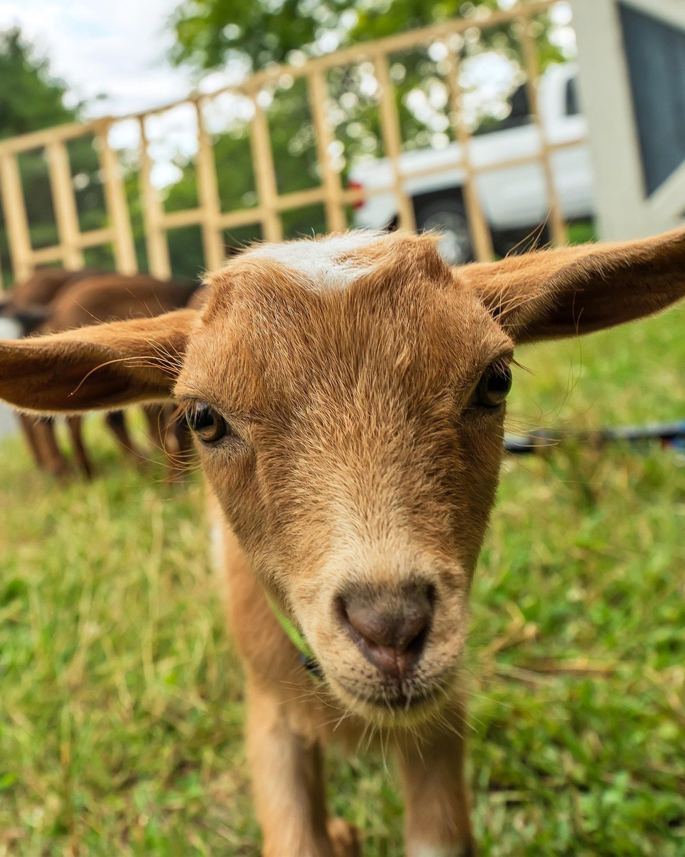 A baby goat with floppy ears walking up close to the camera on the grass