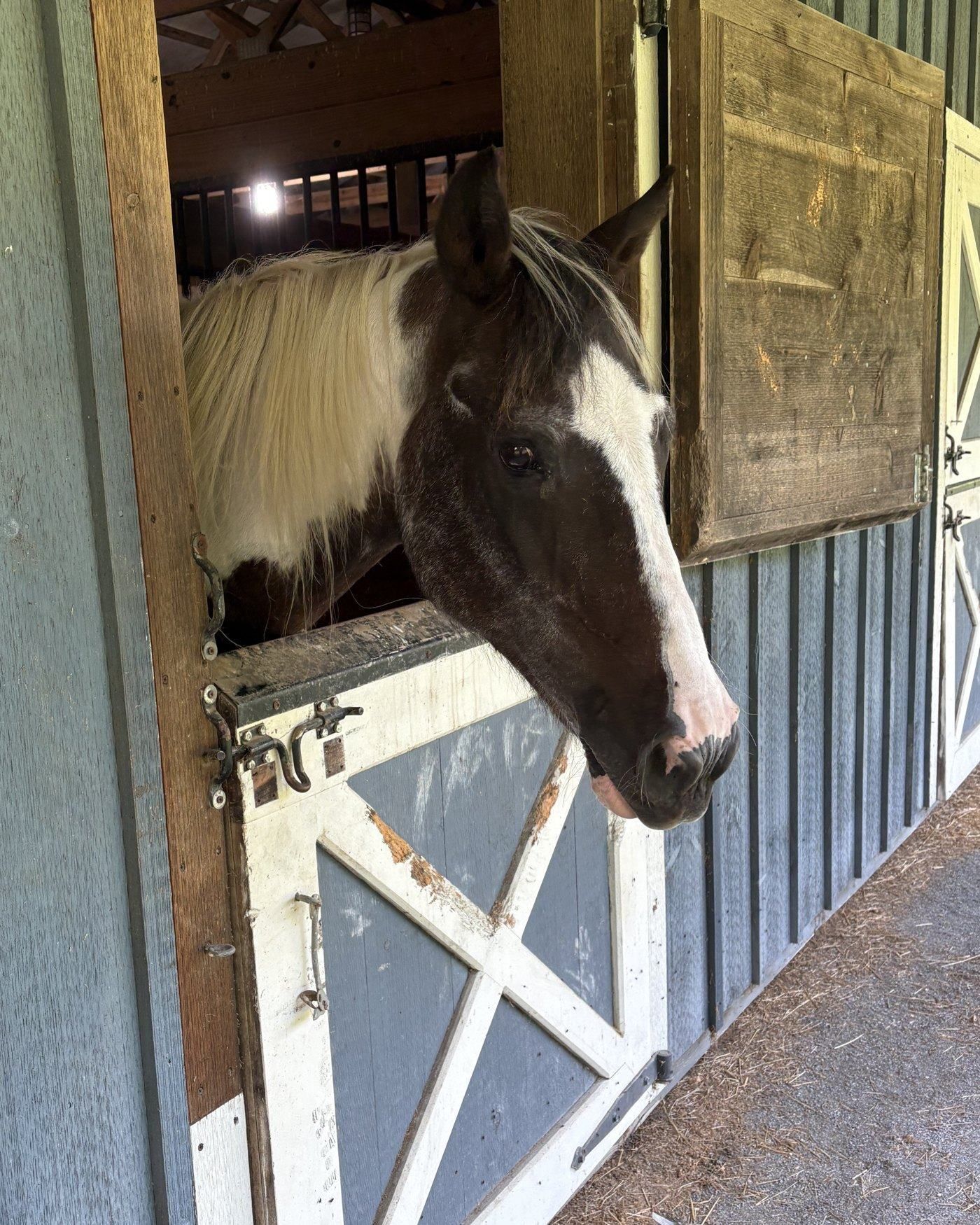 Ellie, a white-and-black horse, looking out over her stall door