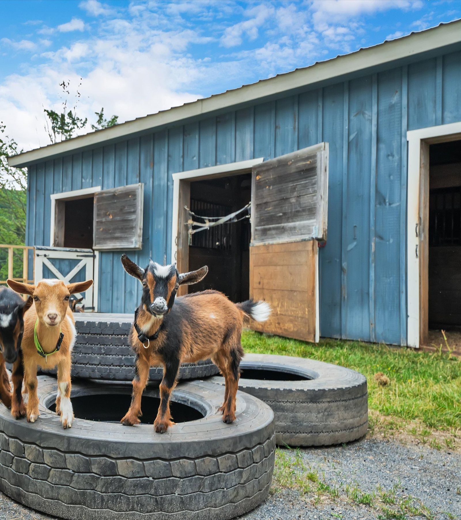 Baby goats standing on stacked tires in front of a blue barn on a sunny summer day at Ik & Lo Resort in the Poconos