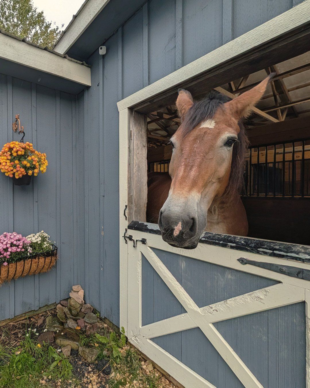 Freddy, a big brown horse, leaning out of a blue barn window above flower boxes