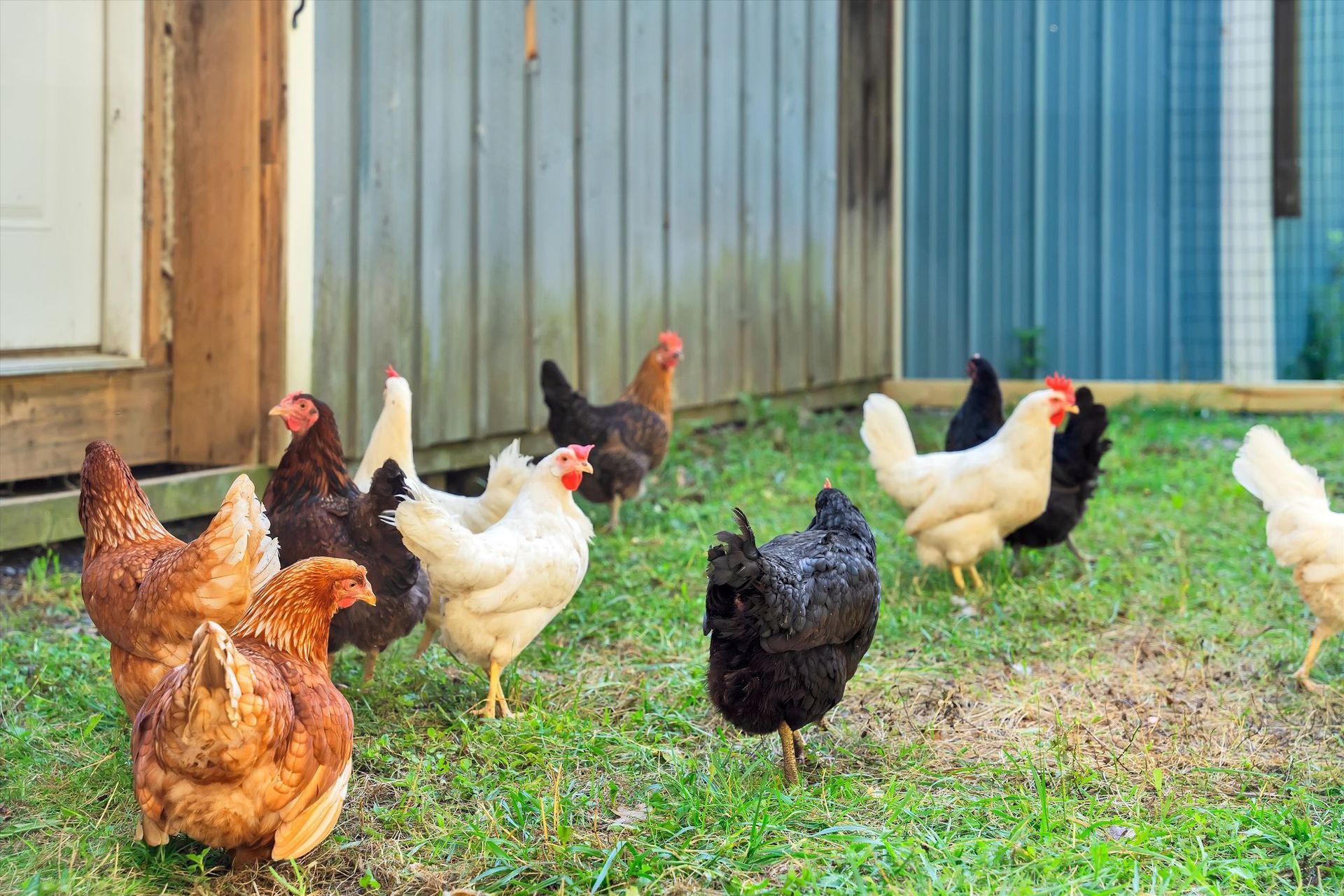 Hens in the coop yard