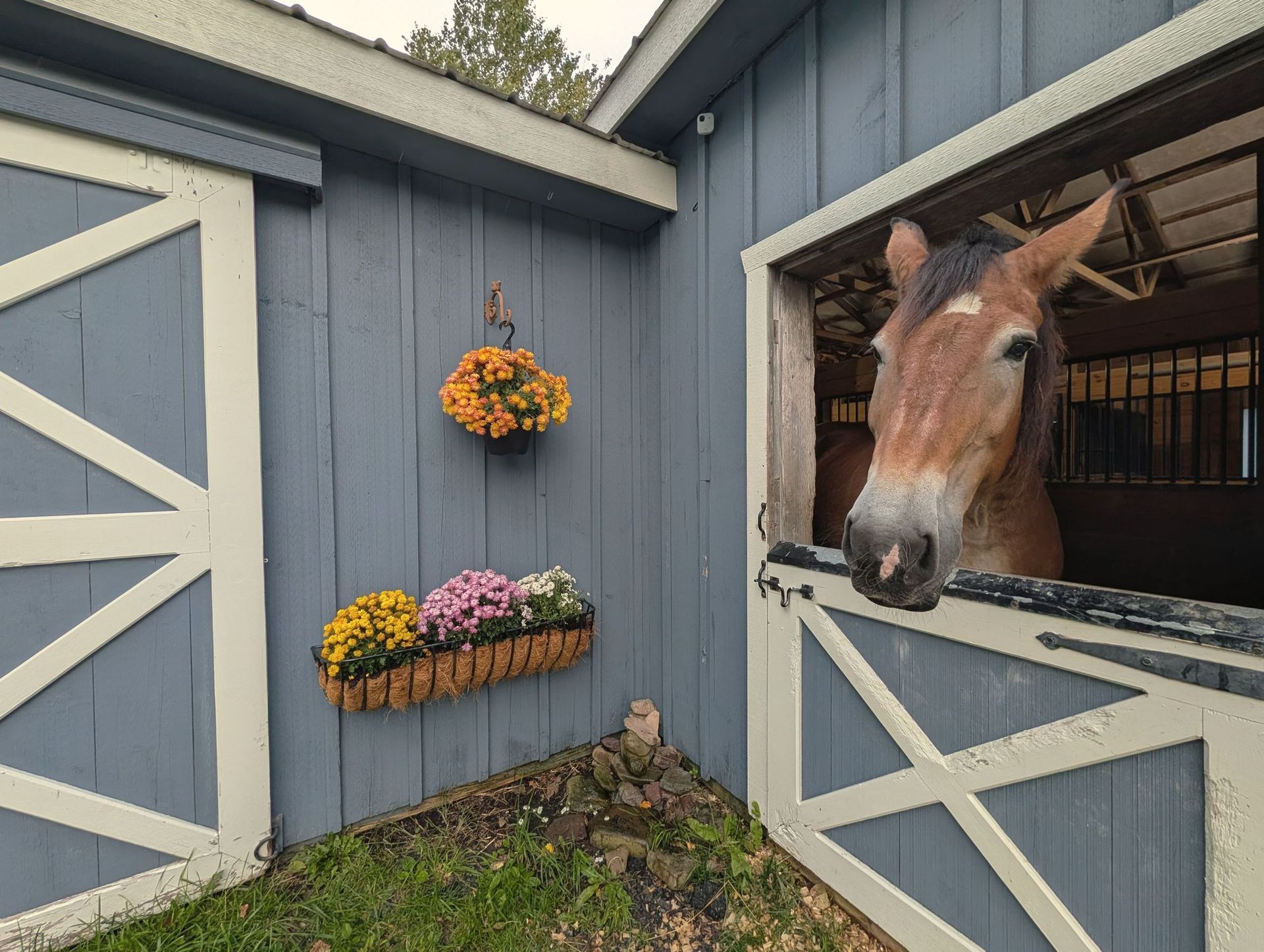 One of our horses looking out of the blue barn window, mums below