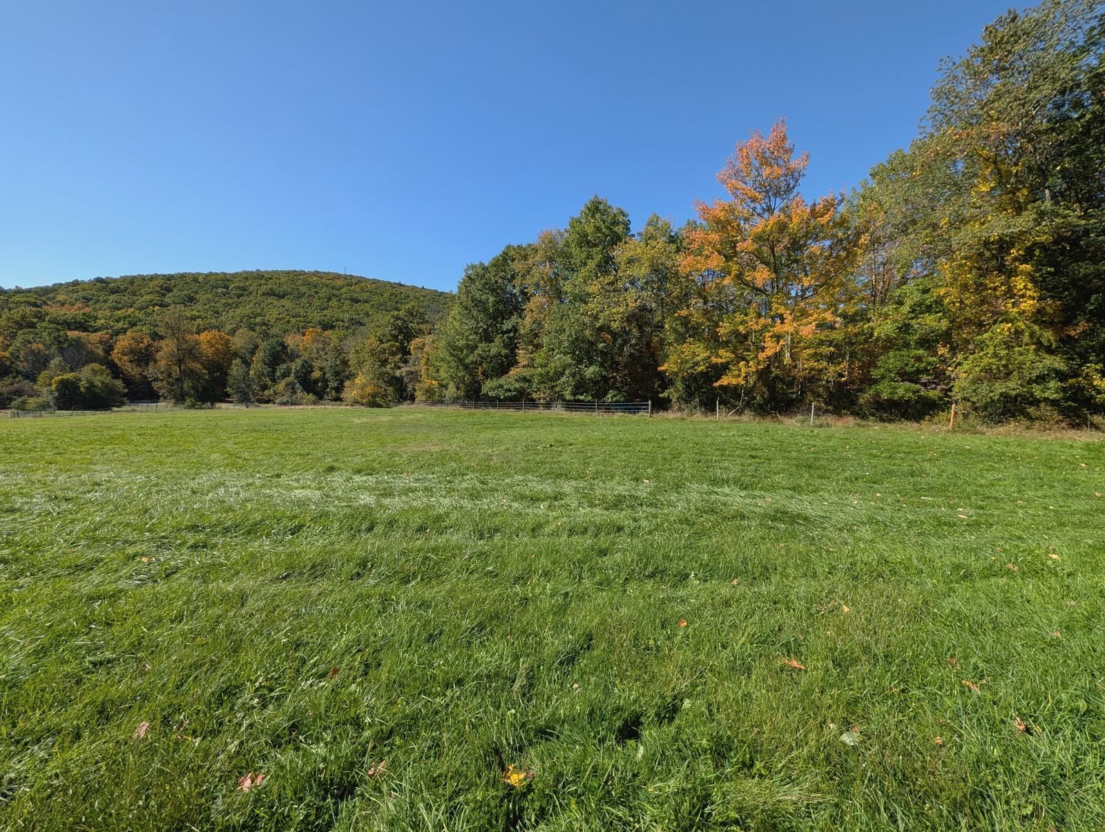 Meadow and autumn treeline on the grounds