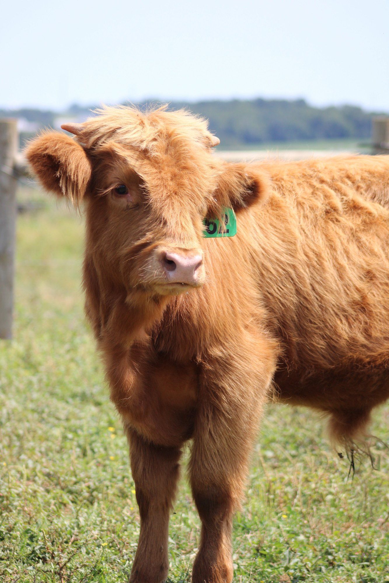 Teddy the highland cow, fluffy and ginger, standing in a green pasture
