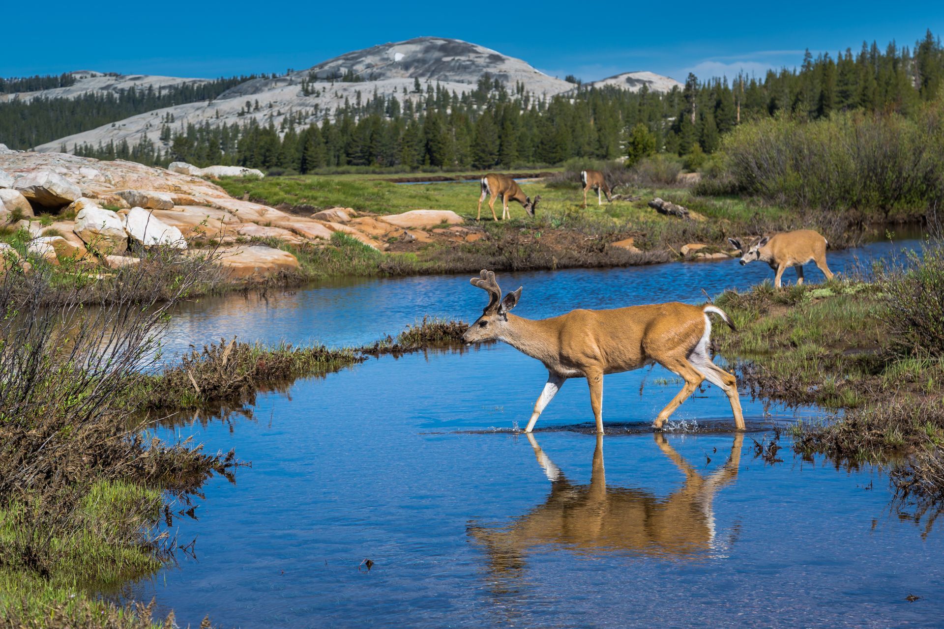 deer-herd-in-river