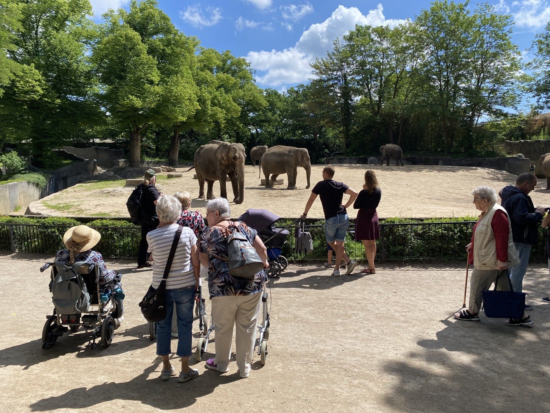 Menschen beobachten Elefanten in einem Zoo. Bäume rahmen das Gehege ein. Blauer Himmel und strahlender Sonnenschein.