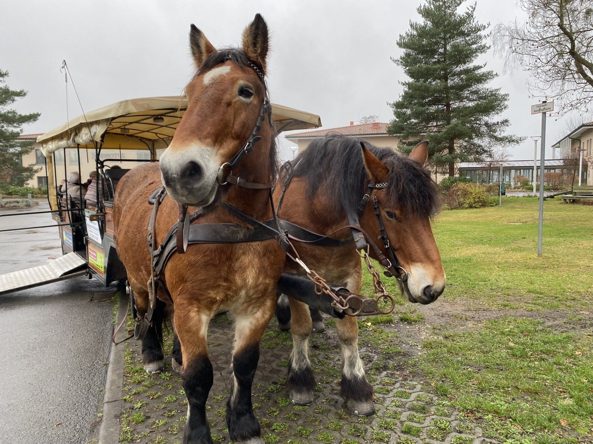 Zwei braune Pferde ziehen eine gelbe Kutsche auf einer nassen Straße.