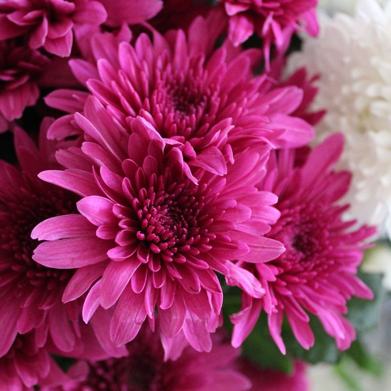 flowersbyflox