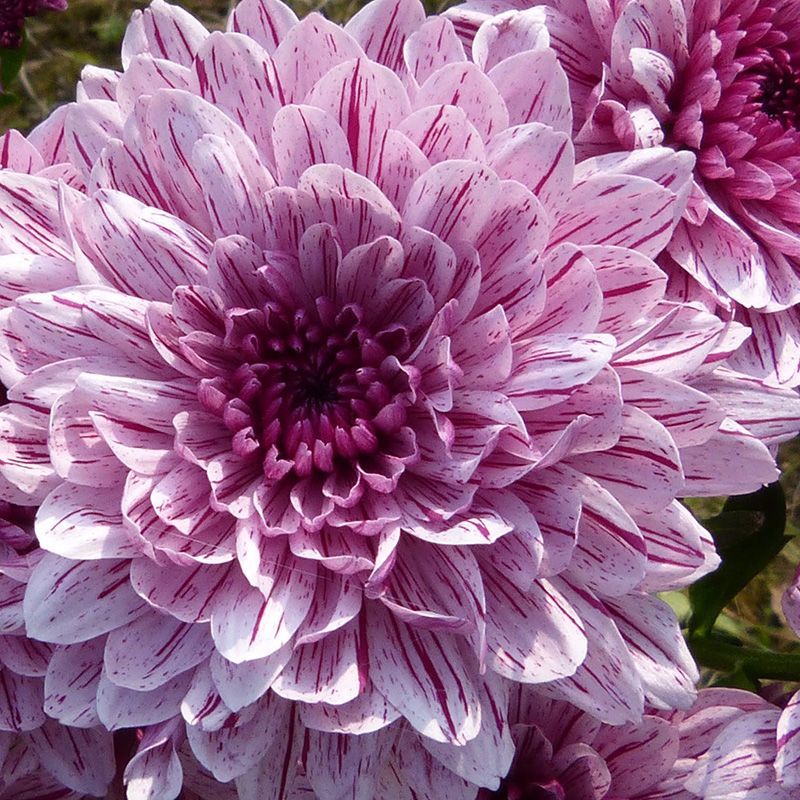 flowersbyflox