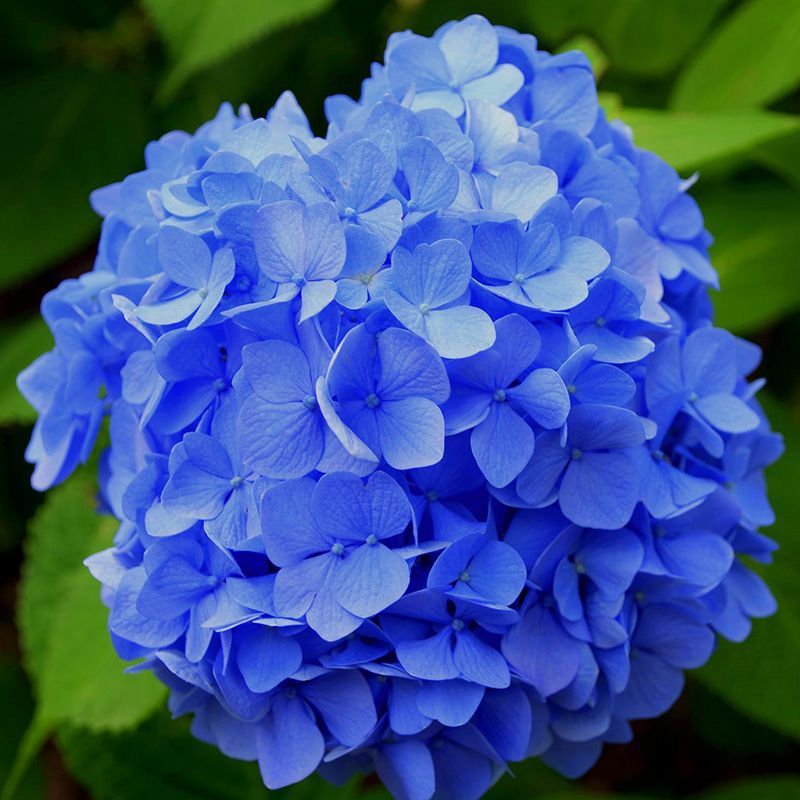 flowersbyflox