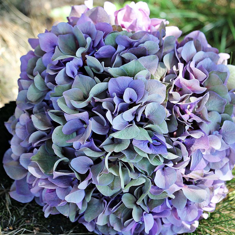 flowersbyflox