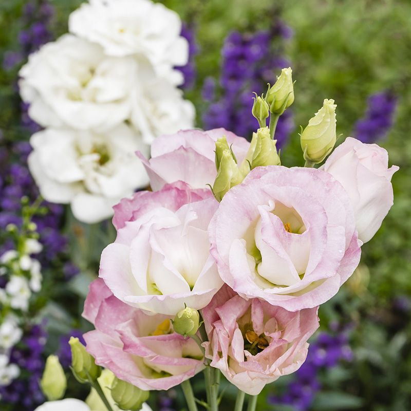 flowersbyflox
